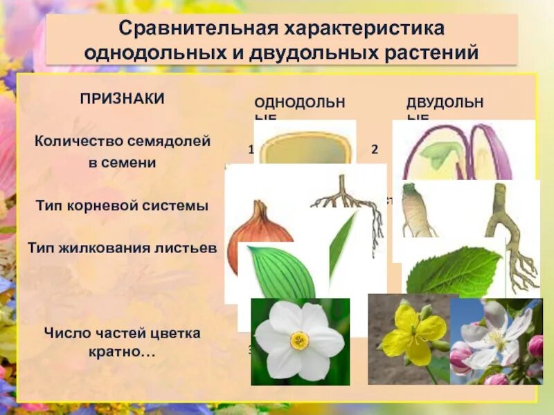 Укажите признаки двудольных растений. Однодольные и двудольные растения. Однодольные и двудольные листья. Характеристика однодольных и двудольных растений. Однодольные растения 6 класс биология.