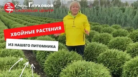 Питомник веры глуховой каталог на 2024 год