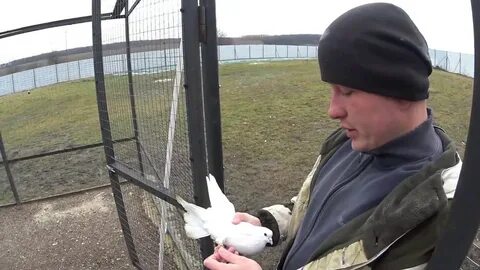 Липецкие голуби