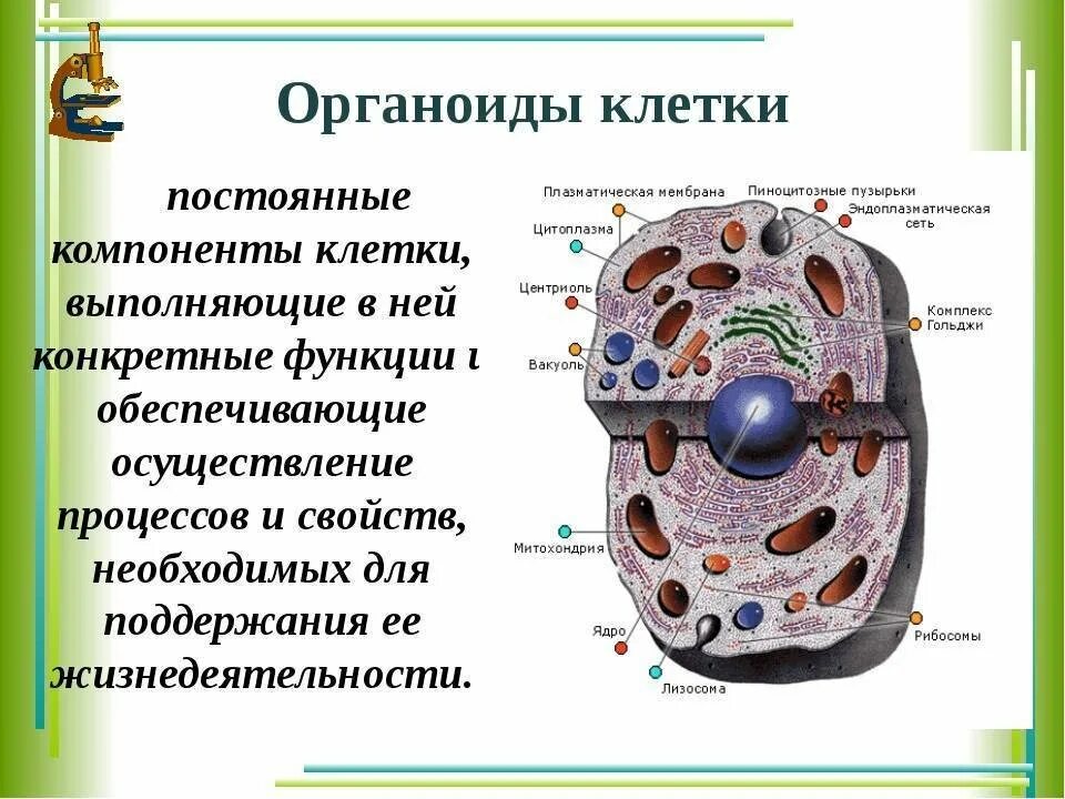 Жизненные функции клеток