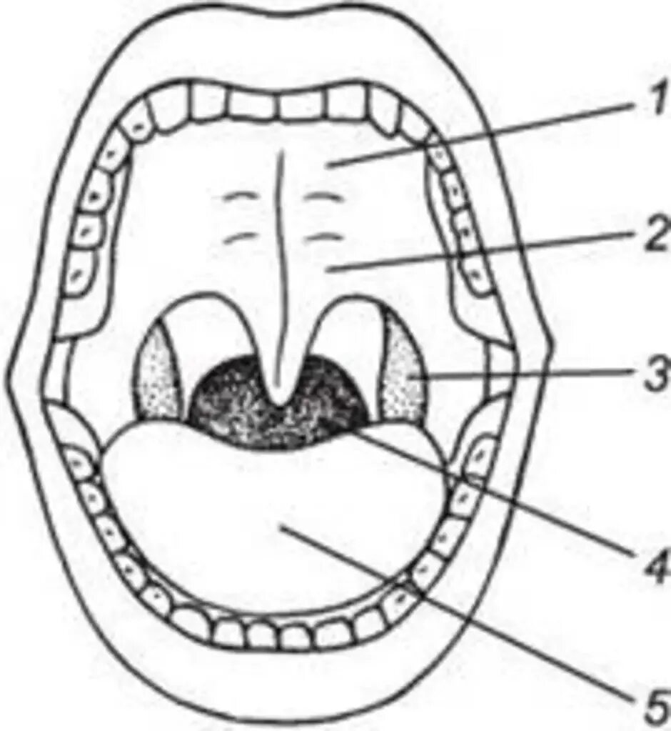 Полость рта схема. Строение ротовой полости человека схема. Ротовая полость строение рисунок. Анатомия твердого неба верхней челюсти.
