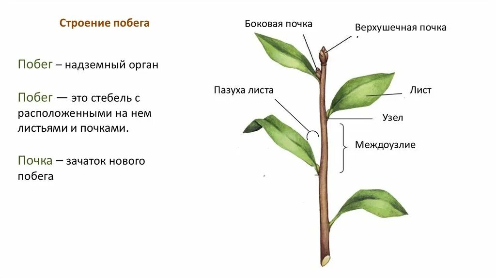 Назовите части побегов. Строение побега черешок. Строение побега растения. Внешнее строение стебля. Строение побега 6 класс биология.