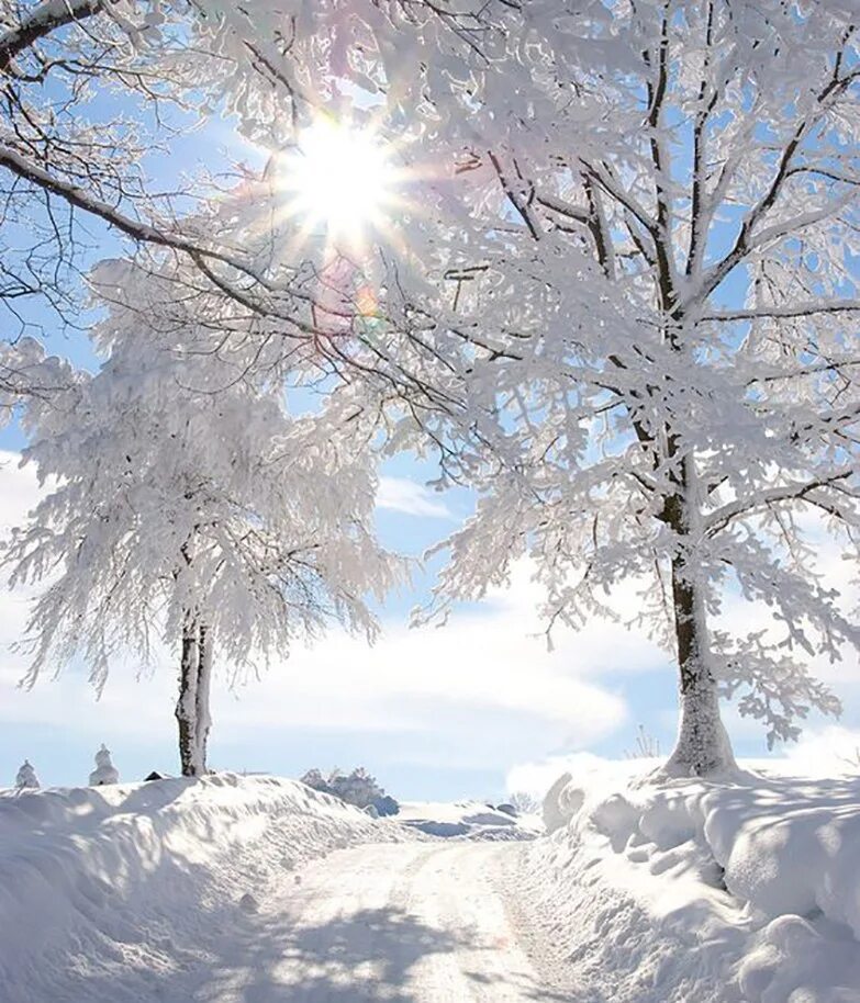 Январские сугробы. Снежные деревья. Зима солнце. Зимние картинки. Солнечный зимний день.