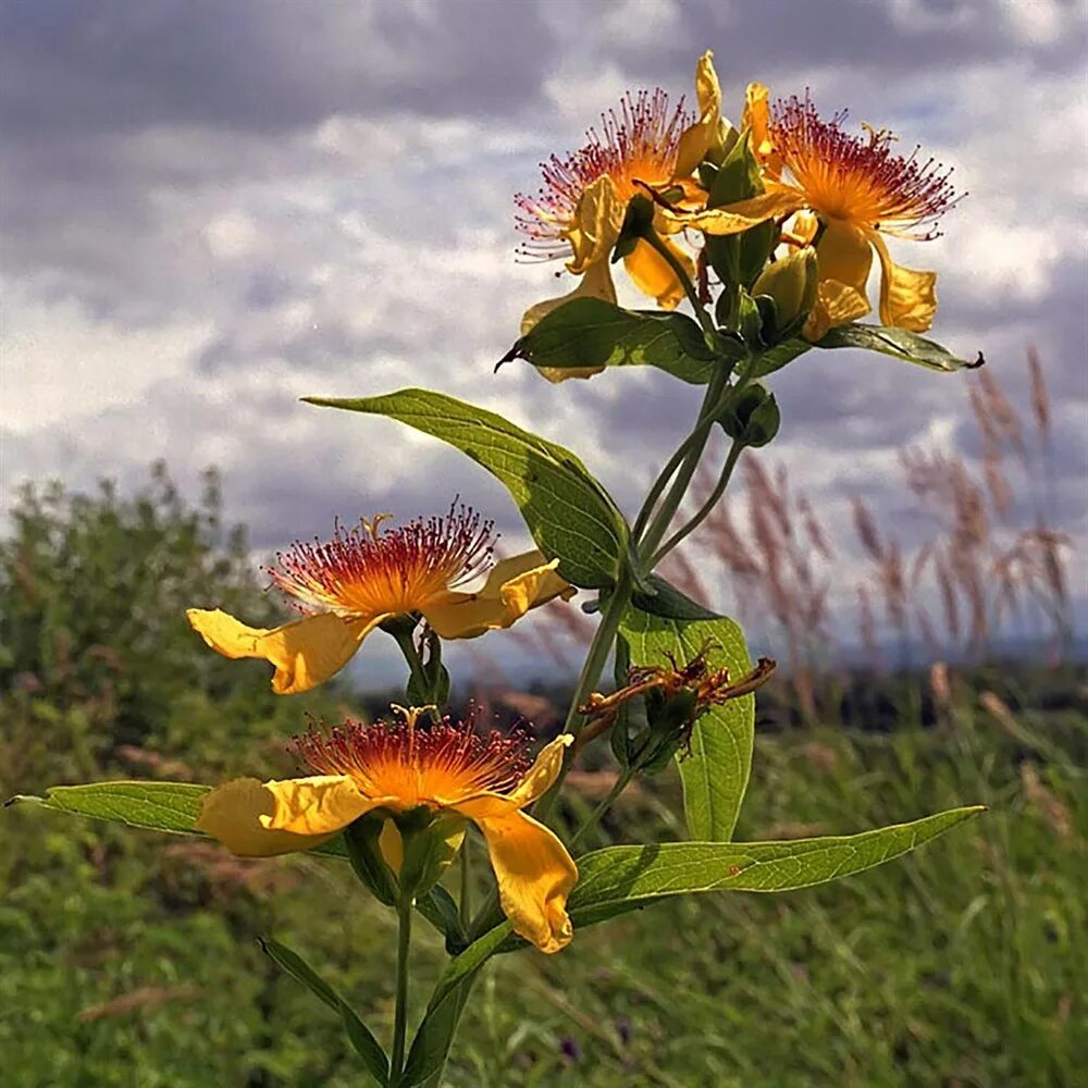 Зверобой большой. Hypericum ascyron. Зверобой четырёхкрылый. Амурский зверобой. Цветы дальнего Востока зверобой.