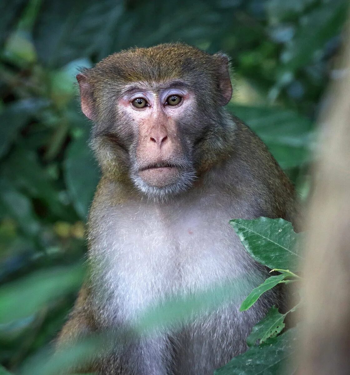 Злая горилла. Злом обезьяна. Злом обезьяна. Кричащая обезьяна. Злой шимпанзе.