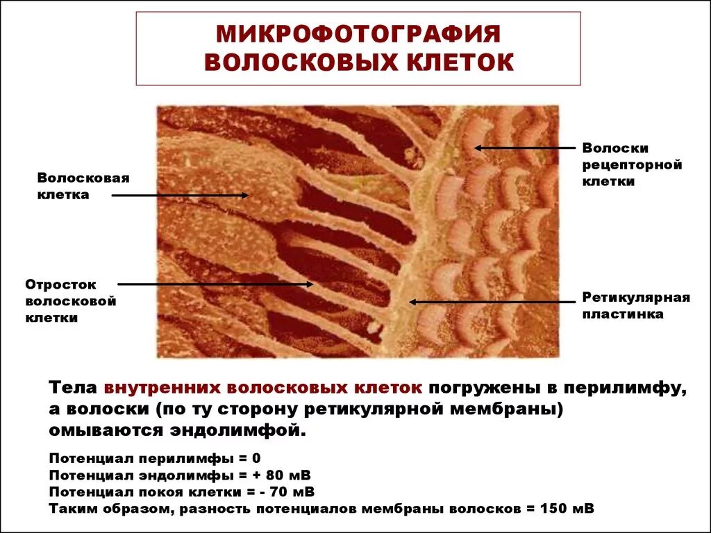 Клетки волосков улитки. Волосковая клетка внутреннего уха строение. Внутреннее ухо строение волосковые клетки. Микрофотография волосковых клеток. Наружные и внутренние волосковые клетки функции.