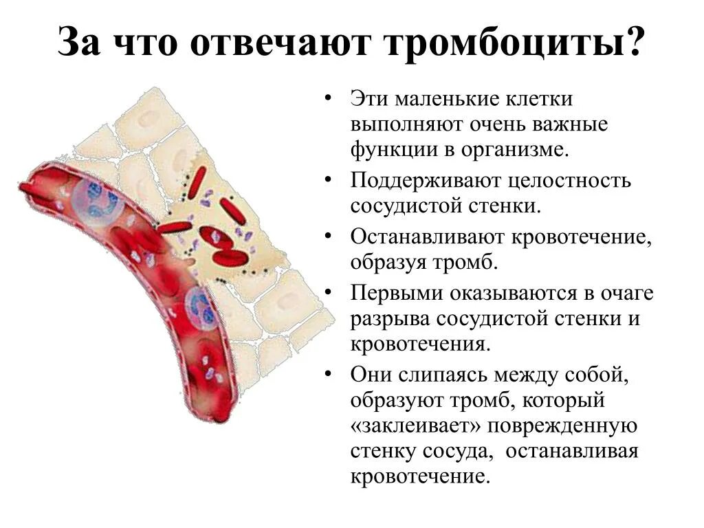 Почему снижаются тромбоциты. За чтототаечаюттромбоуиты. За что отвечают тромбоциты в крови. Тромбоциты за что отвечают в организме человека. Функции тромбоцитов.