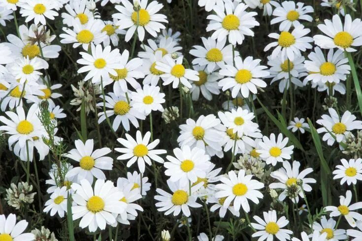 OX EYE DAISY DWARF - 400 SEEDS - Chrysanthemum leucanthemum - Perennial Flower e
