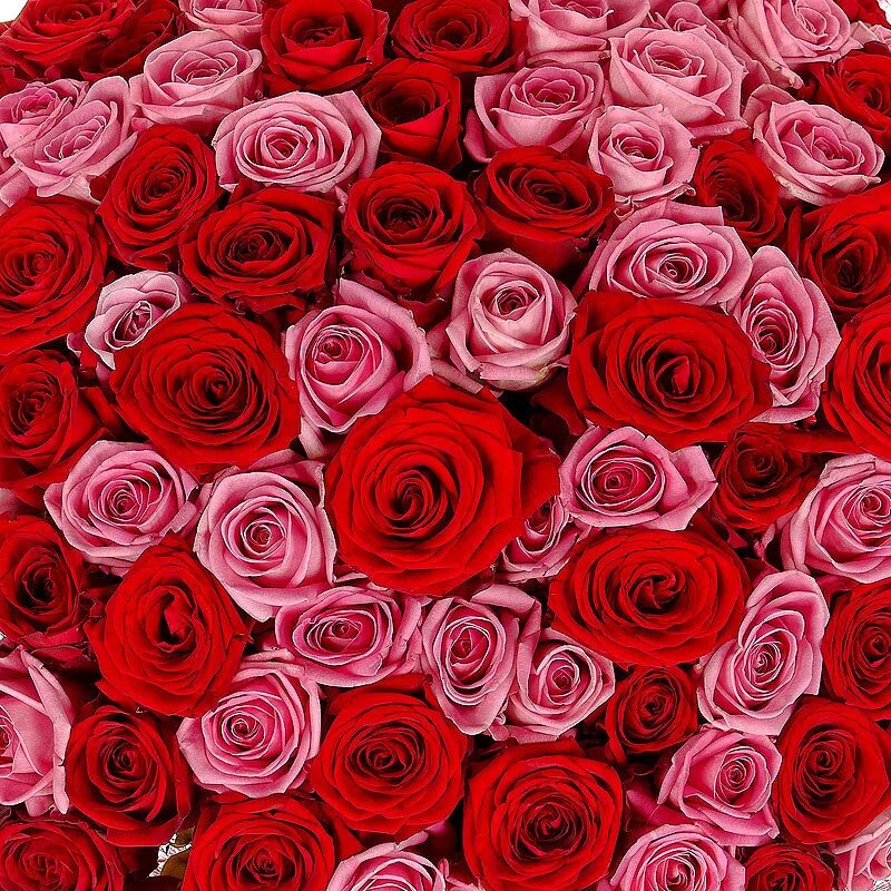 Сколько роз в россии. Rossa цветы. Число роз. Картинка с огромным количеством роз. Цветок транс.