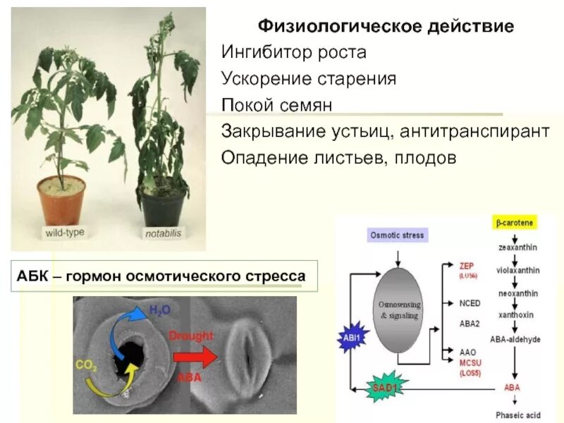 Фитогормоны ингибиторы роста растений. Синтетические ингибиторы роста растений. Гормоны ингибиторы растений. Ингибирование роста растений. Этилен созревание