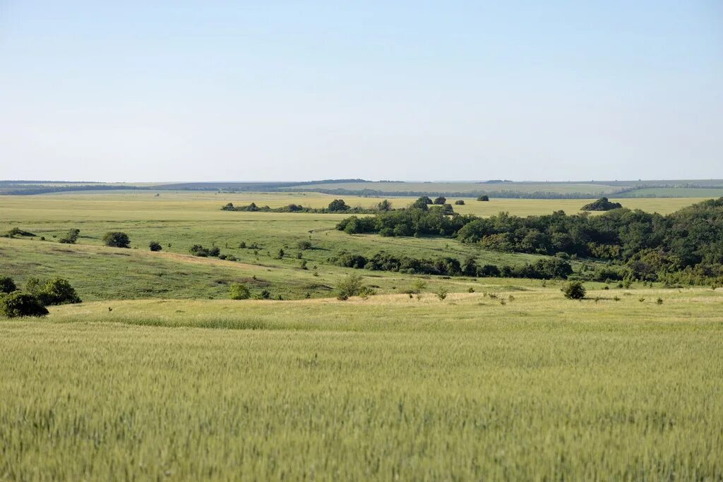 Воронеж поля. Дон поле. Донские степи ростовской области. Кубанская степь краснодарский край. Степь ростов.