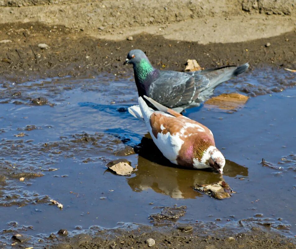 Голубь пьющий воду. Голуби пьют воду. Голубь пьет из лужи. Голуби купаются. Птицы пьют из лужи.