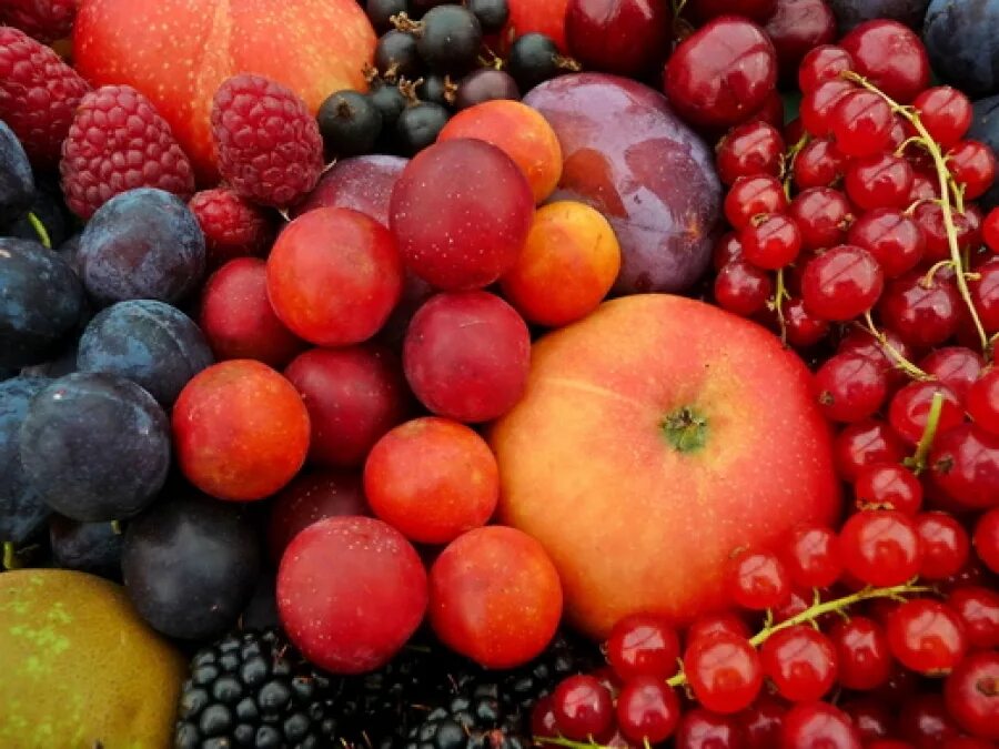 Плоды. Плод ягода. Плодовые культуры. Ягодные культуры. Плодовый мир