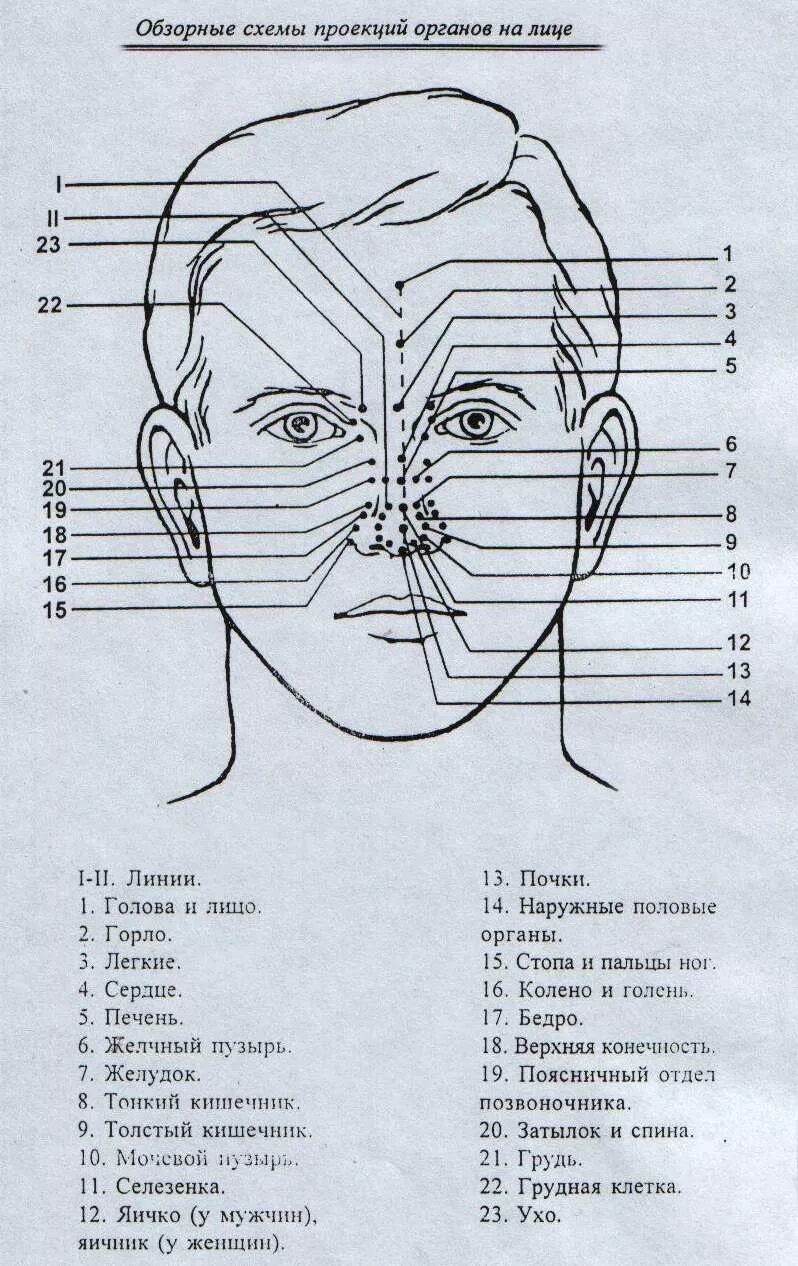 Лицо проекция. Проекция внутренних органов на лице человека. проекции органов на лице китайская медицина. части лица названия. проекуия органов н алице.