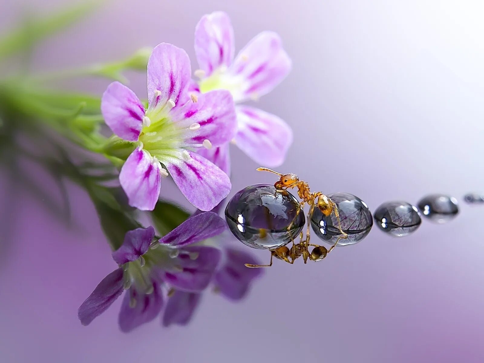 Микро цветы. Мики асаи. Мики Асай фотограф. Японский фотограф Miki Asai.. Макросъемка природа.