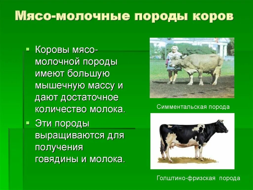 Какие молочные породы