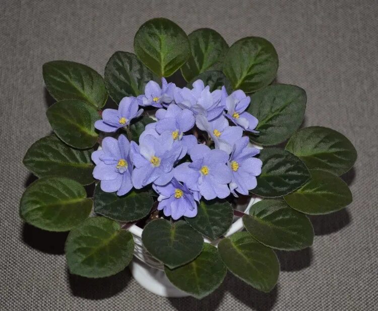 Фиалка легенда века. Фиалка дымчатый мираж. Фиалка ек плюшевый медвежонок. Country romance фиалка. Фиалка рм франческа.