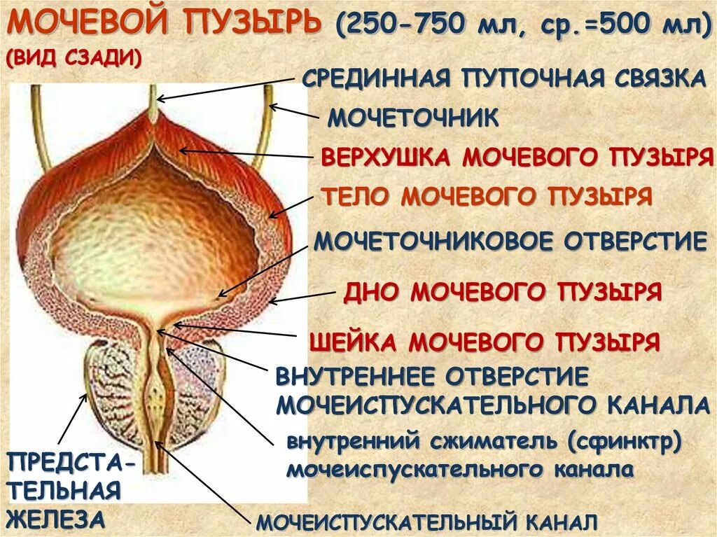 Строение мочевого пузыря мочеиспускательного канала. Схема строения мочевого пузыря человека. Анатомия мочевого пузыря дно верхушка. Строение мочевого пузыря дно. Мочевой пузырь анатомия схема.