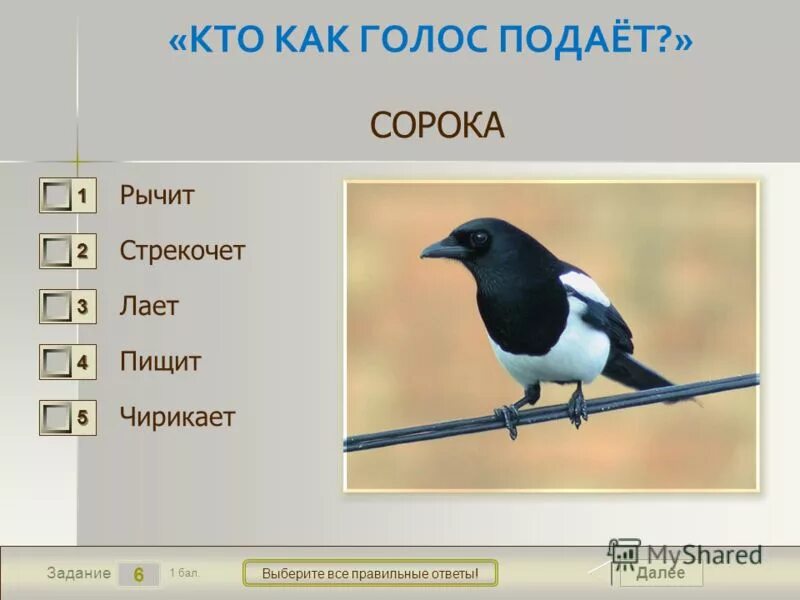 Кто как голос подает птицы. Кто как голос подает птицы