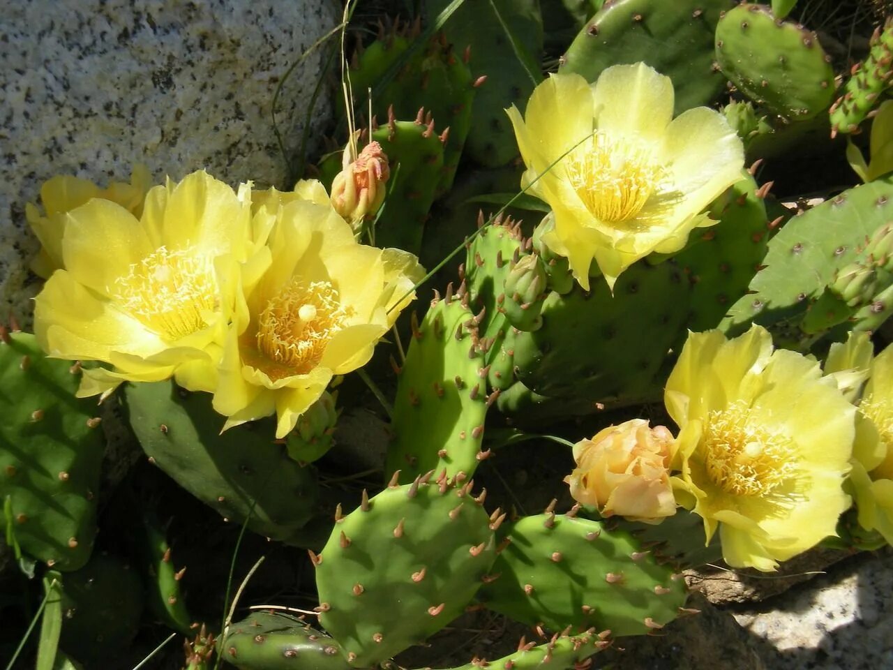 Опунция желтая. Кактус садовый опунция. опунция госселина opuntia gosseliniana. опунция зимостойкий кактус.