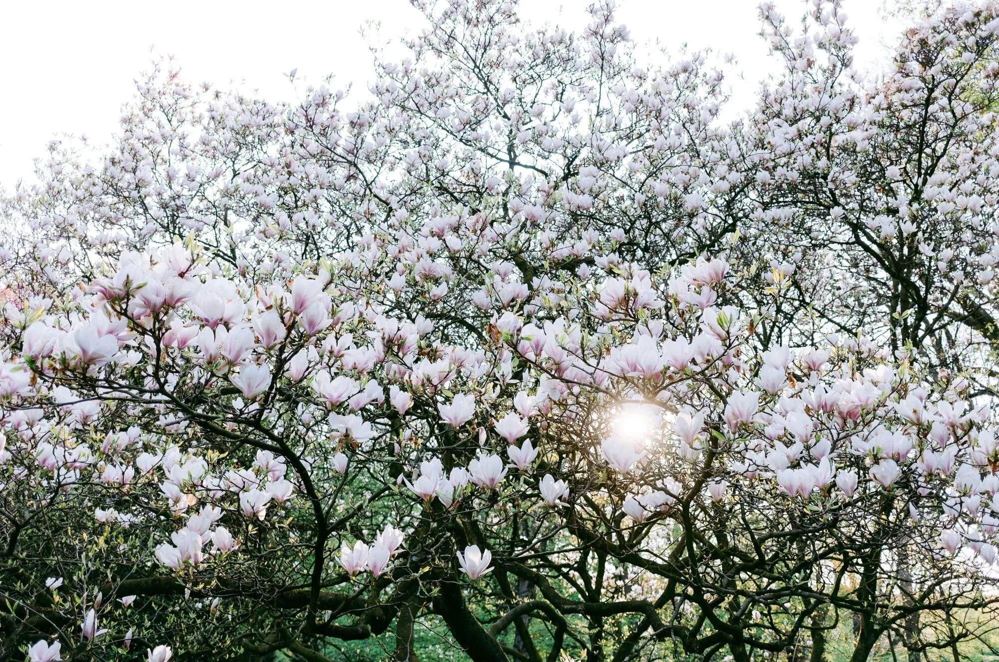 белая акация соцветие. магнолия дерево после цветения. акация белая цветы. робиния лжеакация колючки. акация белая мотыльковые.