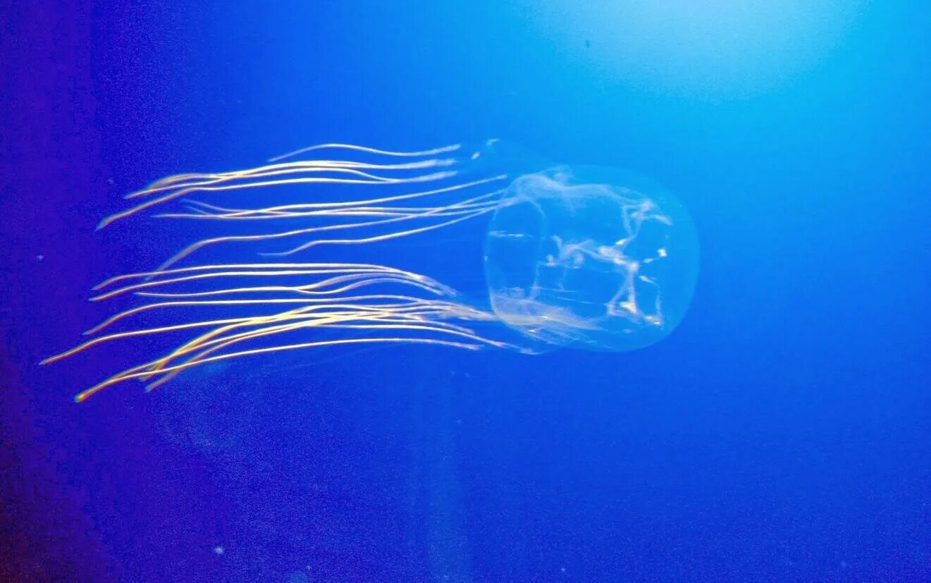 кубомедуза морская оса. морская ос. австралийская коробчатая медуза. медуза кубомедуза. морская ос.