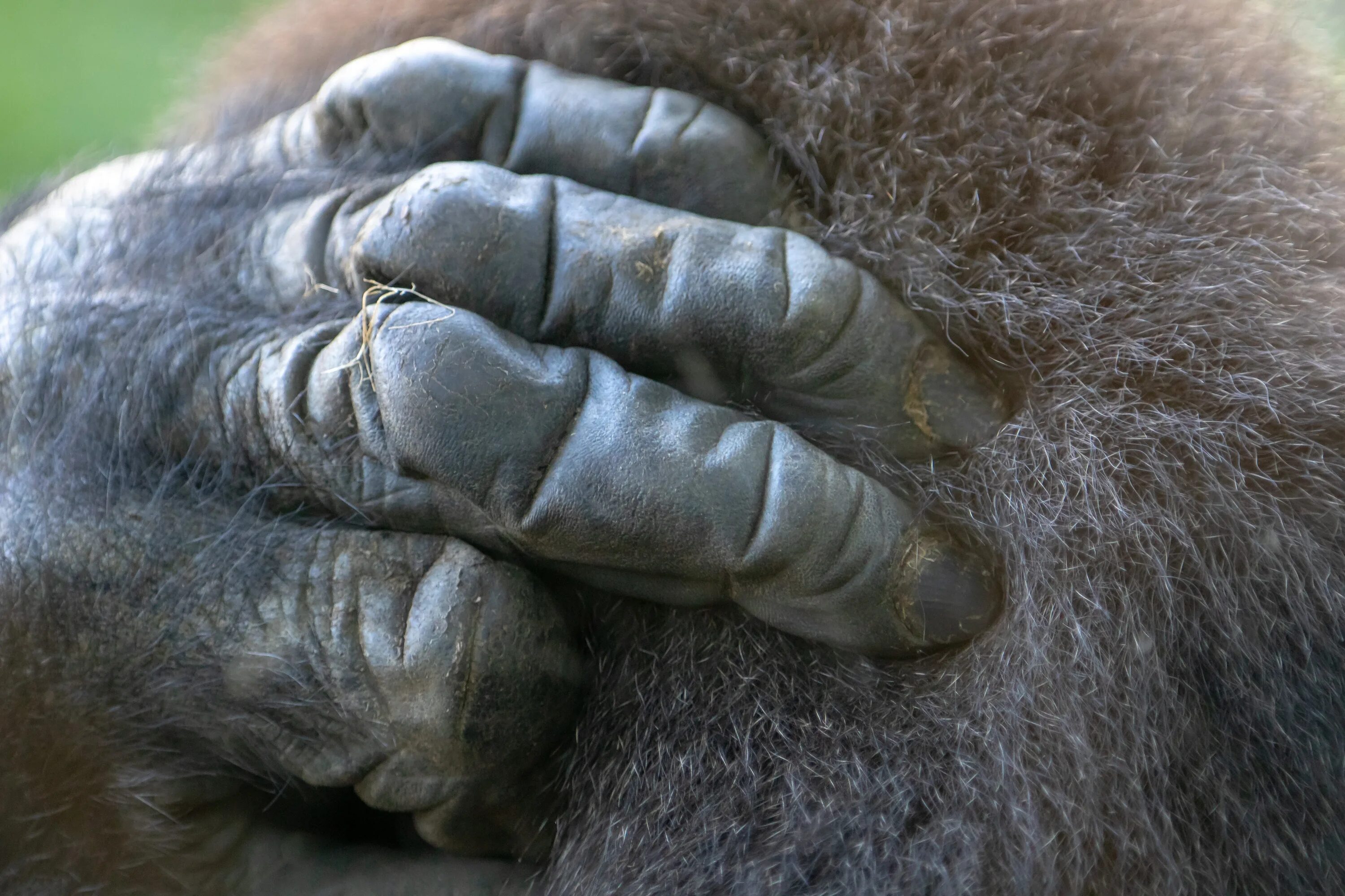 Ногти обезьяны. Лапа гориллы. Ногти шимпанзе. Рука обезьяны.