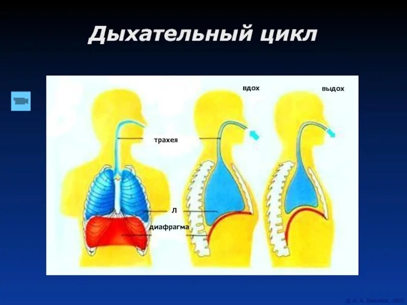 Как называется процесс дыхания человека. Дыхательный цикл. Цикл дыхания человека. Дыхательный цикл схема. Понятие дыхательного цикла.