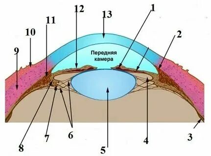 Значение передней камеры. Отток водянистой влаги из передней камеры глаза происходит в. Передняя камера глазного яблока строение и функции. Передняя камера глаза. Угол передней камеры глаза гониоскопия.