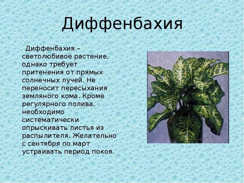 Описание цветка диффенбахии