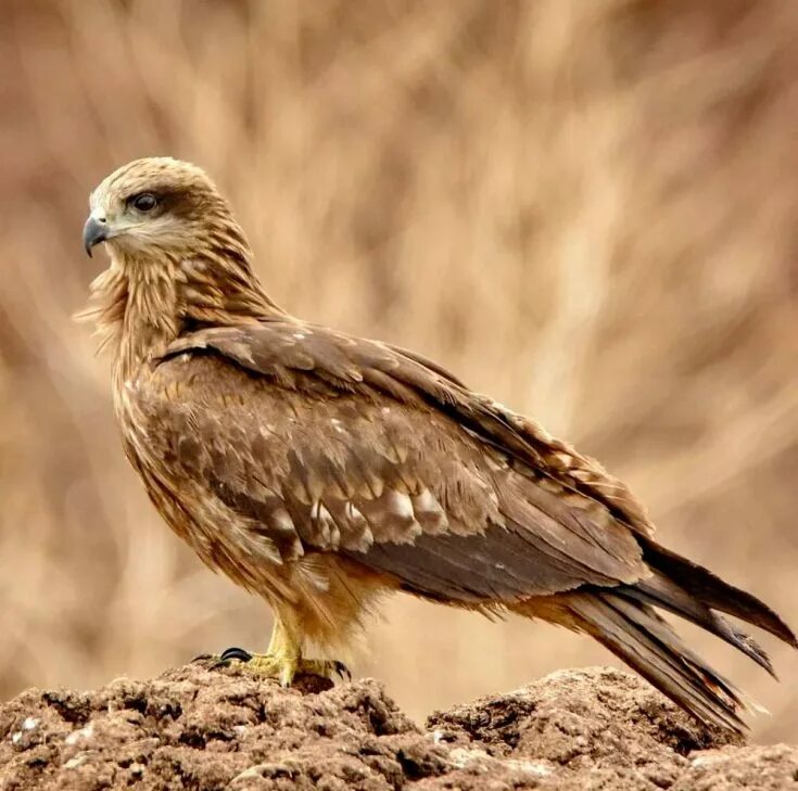 Канюковый Коршун. Черный Коршун Milvus Migrans. Черногрудый канюковый Коршун. Коршун Шуляк. Ястребообразные