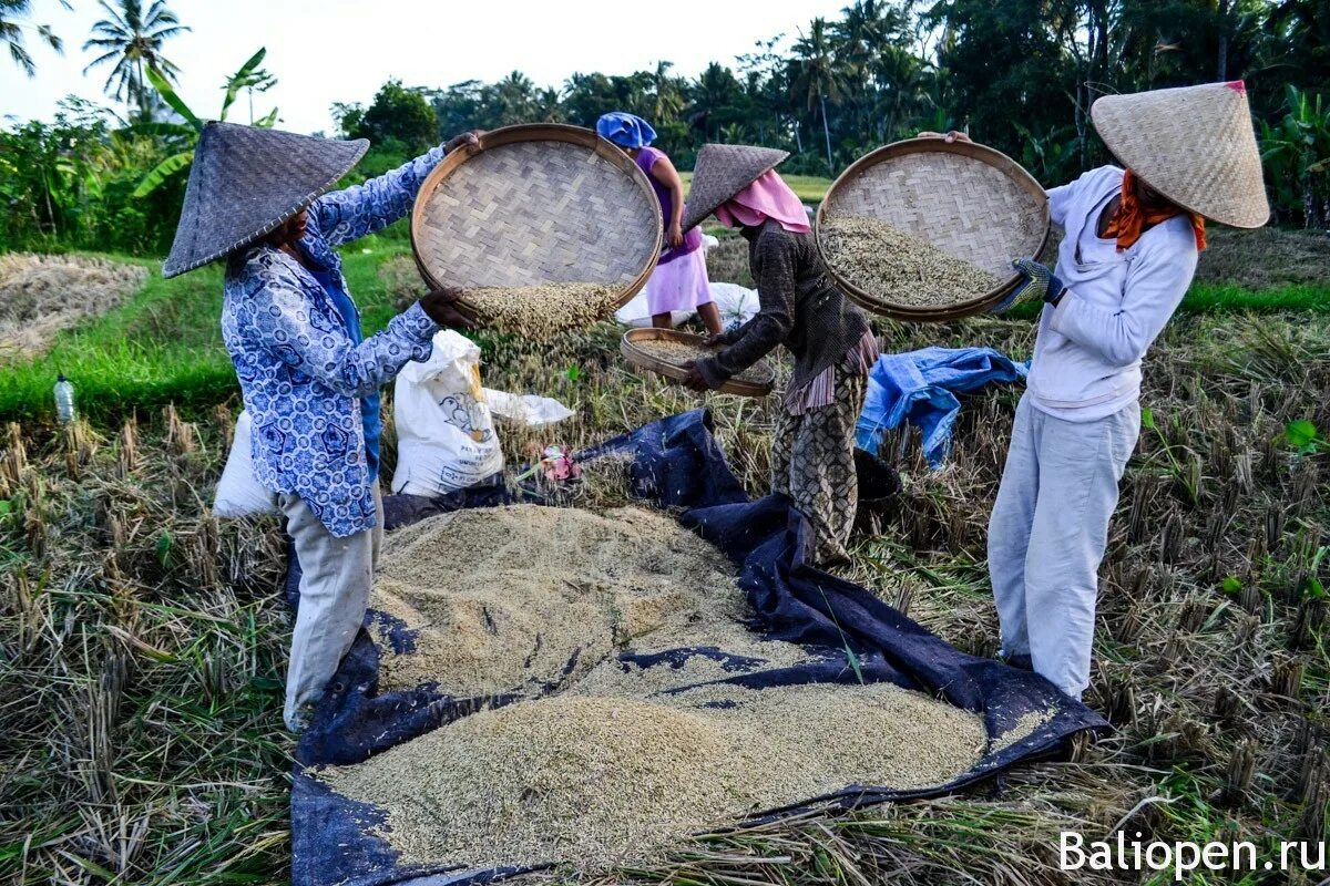 Рисовые плантации в индии. Как растет рис и как его собирают. Плантации риса в индии. Рисовое поле сбор. Девушка в рисовом поле.