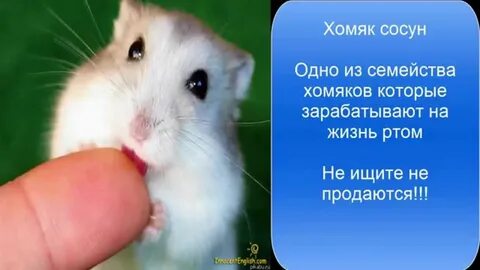 Хомяки перевести