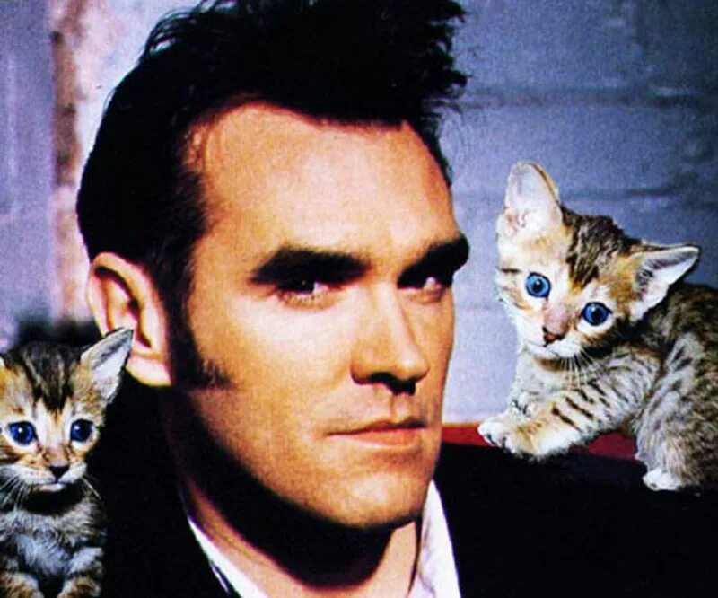 Морриси. Morrissey Cats. Моррисси с котом. Кошки великих людей.