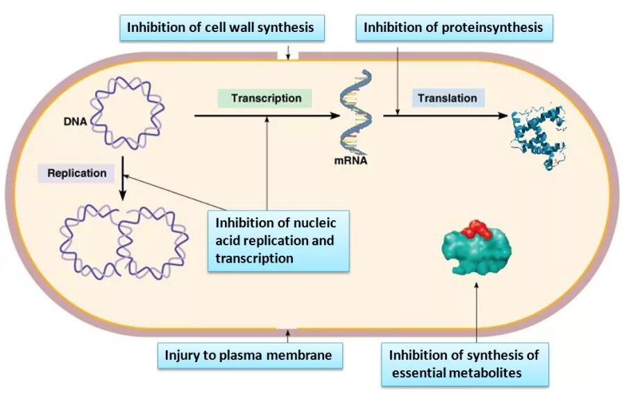 Паклитаксел механизм действия. Blood vessel cell. Platelets antigen- presenting cells. Action cell. Action potential of an atypical cardiomyocyte pacemaker cells.