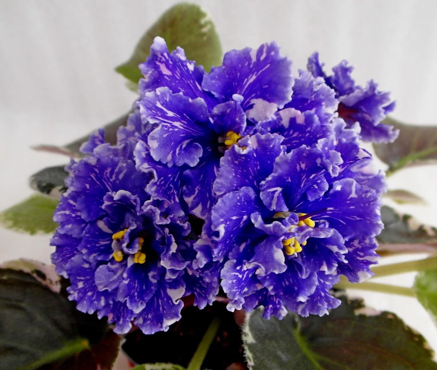 сенполия ле мелодия дождя. ватт ливень фиалка. фиалка ват кармелита. фиалка ливень. фиалка сорт ледяной дождь.