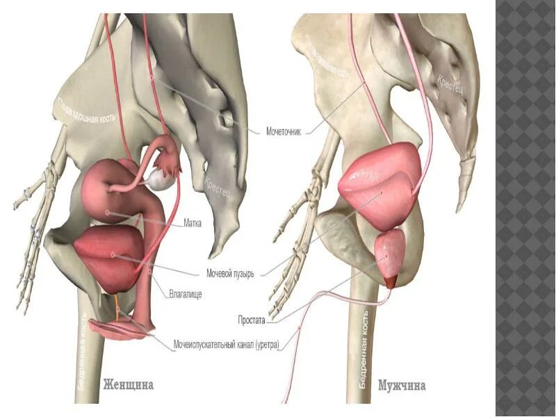 Анатомия органов мочеполовой системы. Анатомия женской мочеполовой системы. Органы мочевой системы анатомия женщины. Урология анатомия мочеполовой системы.