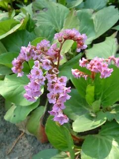 Bergenia crassifolia сырье