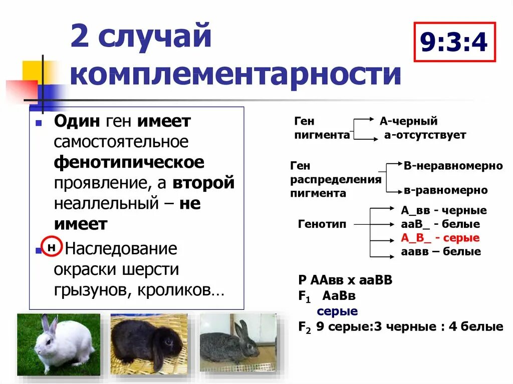 Генотипы лошадей. Наследование окраски шерсти у кроликов. Неаллельные взаимодействия генов комплементарность. Задания на взаимодействие неаллельных генов. Комплементарность в генетике задачи.