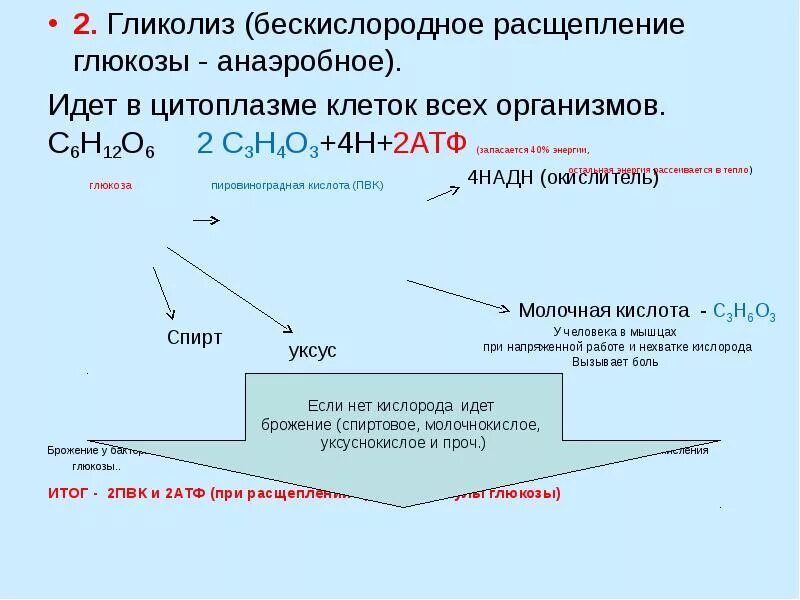 Вещество образующееся при полном кислородном расщеплении глюкозы. Гликолиз это расщепление глюкозы. анажробное расщеплен е рлюкозы. бескислородное расщепление глюкозы. гликолиз это процесс расщепления.