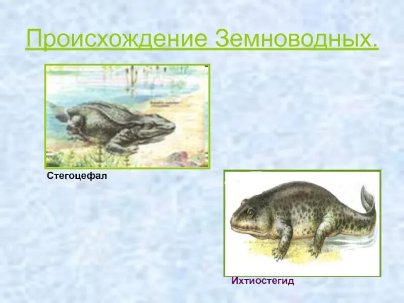 Объясните происхождение земноводные. Стегоцефал класс земноводные. Происхождение земноводных 7 класс. Происхождение зе новодных. Предки земноводных.