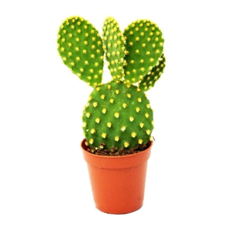 Cacti бренд. Кактус опунция микродазис. Карликовая опунция Кактус. Опунция ямайская Кактус. Опунция Паллида.