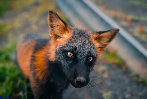 Black fox картинки.