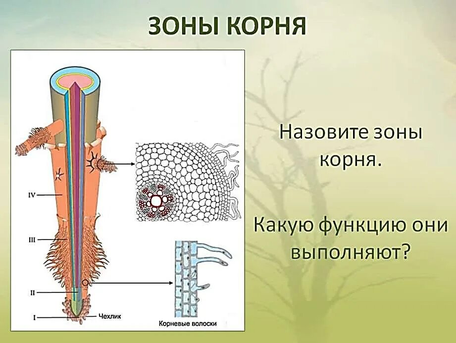 Строение зоны корня рисунок