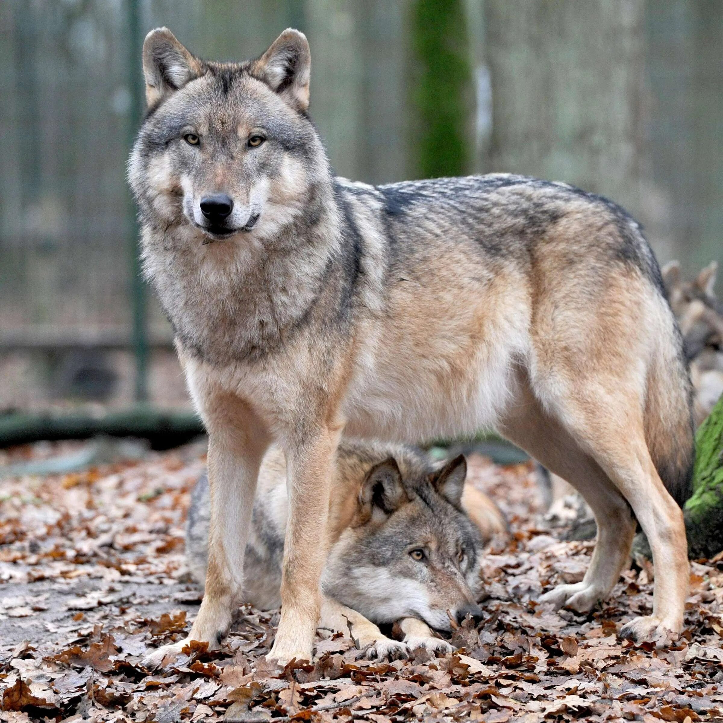 Русский вольф. Среднерусский Лесной волк. Манитобский волк. Сибирский Лесной волк. Матерый волк.