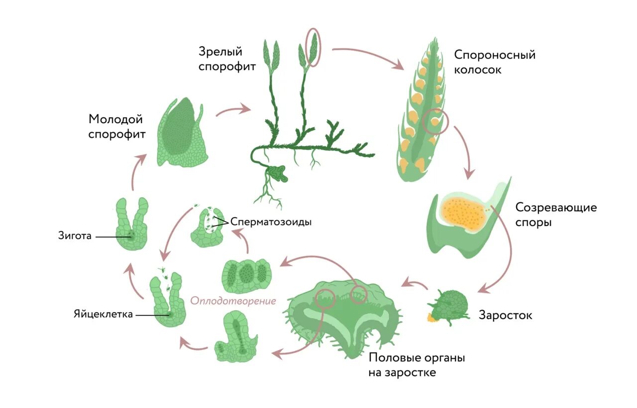 Спорофит какое поколение