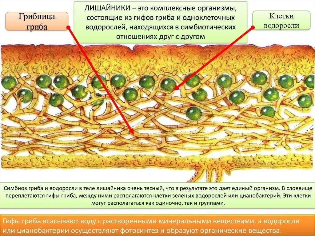 Функции водорослей в лишайнике. Клетки водоросли грибница. Схема строение лишайника клетки водоросли грибница гриба. Лишайник биология строение. Строение лишайника 7 класс биология.