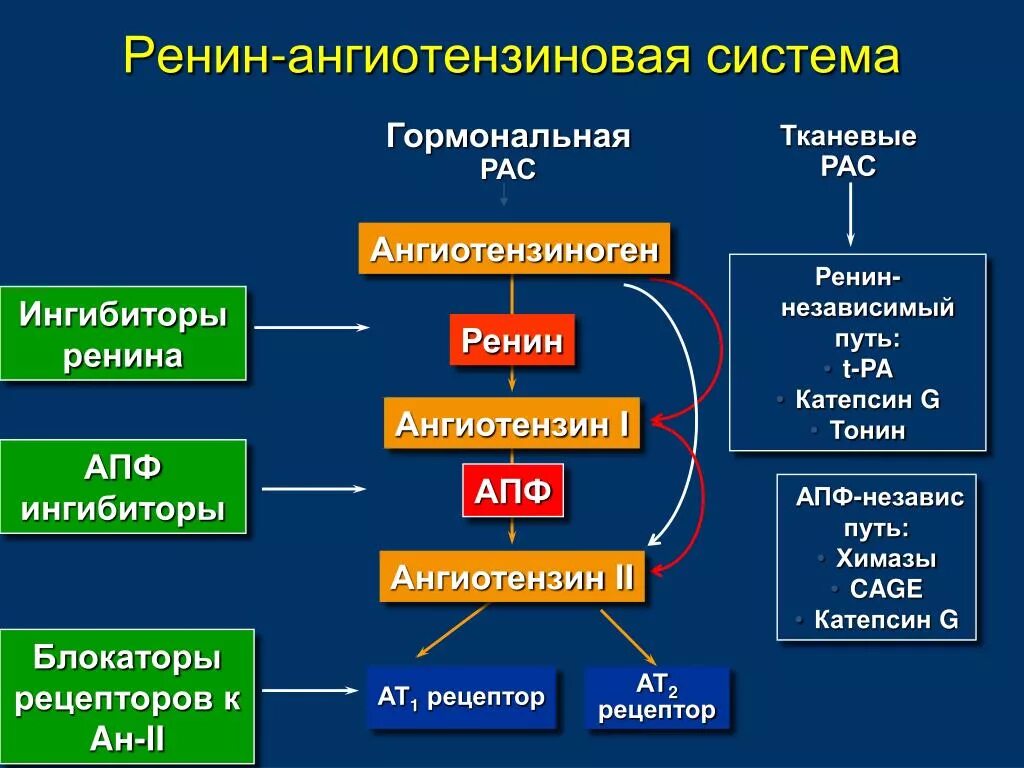 Апф фермент. Ингибиторы ренин-ангиотензин-альдостероновой системы (РААС).. Блокатор ренинангиотензиновой системы (РААС). Ингибиторы АПФ/антагонисты рецепторов ангиотензина. Ингибиторы ренин ангиотензивной системы механизм действия.