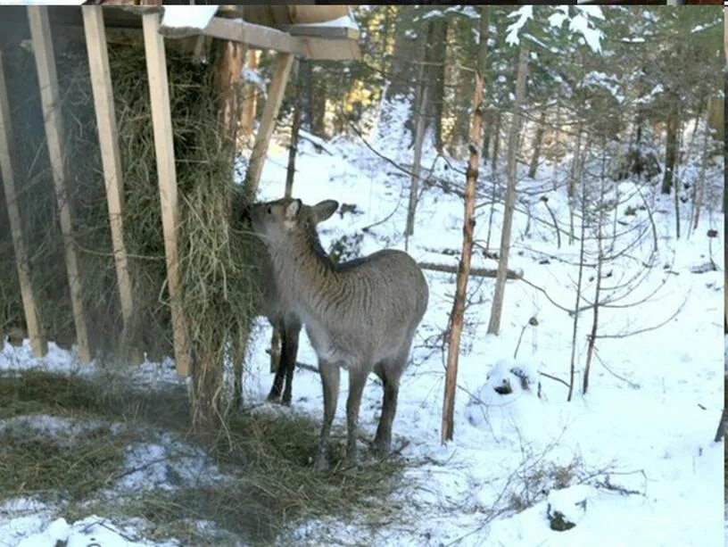 Помощь лосям. Кормушка для лосей. Сено для лосей. Кормушки для косуль в лесу. Ясли для оленей.