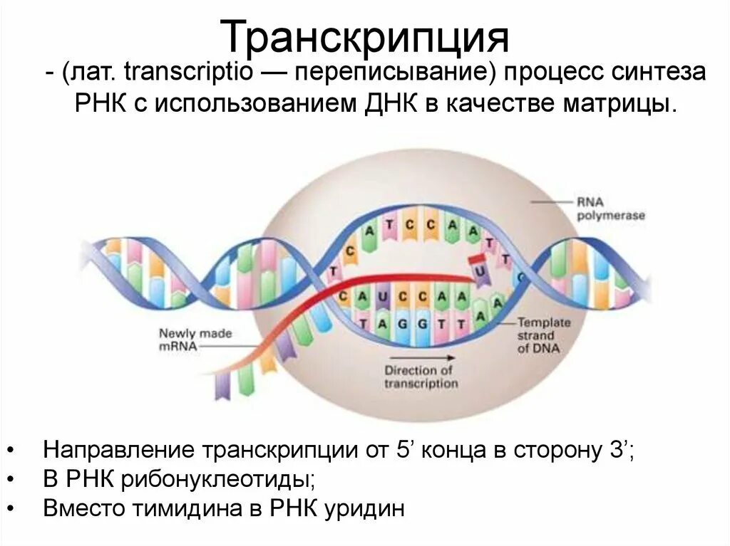 Описание процесса транскрипции. Транскрипция ДНК В РНК процесс. Схема транскрипции ИРНК на ДНК. Процесс транскрипции в биологии. Транскрипция Синтез ИРНК на ДНК матрице.